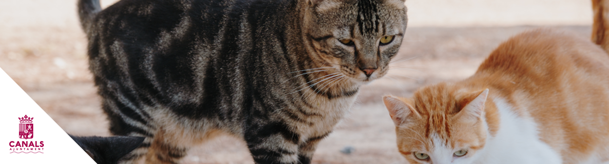 2021.08.05 L’Ajuntament de Canals posa en marxa el programa de voluntariat sobre les colònies felines