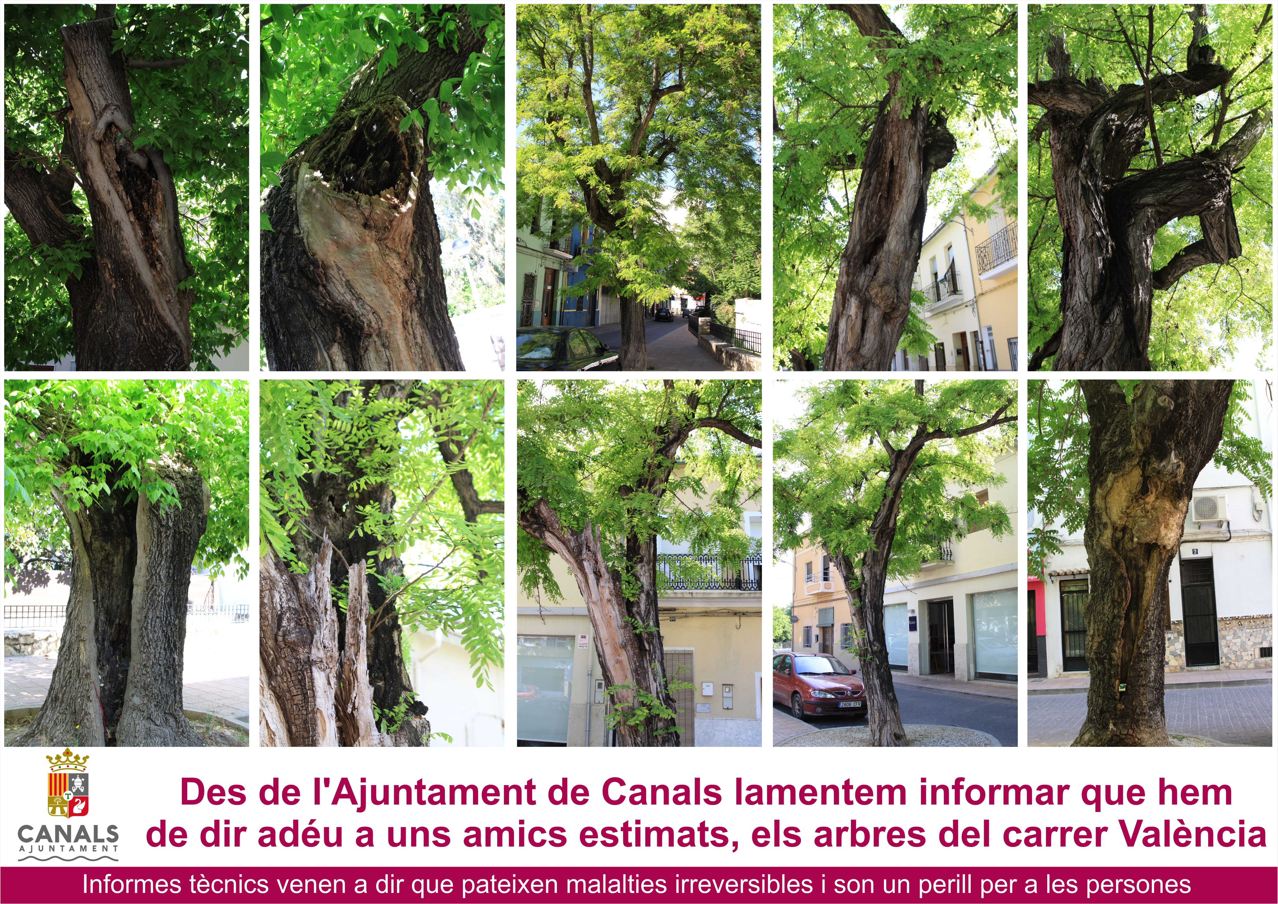 2015.05.10 Arbres c València. Ajuntament de Canals